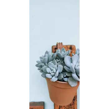 Succulent Plant